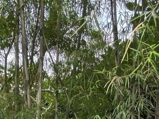 asianmorena 69