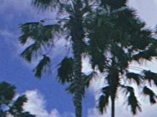 Neyanyam