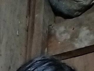 NhuFox