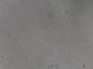 telugu bird01